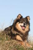 CHIEN FINNOIS DE LAPONIE 055